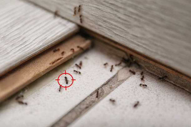 Best Best Pest Control Companies  in Rock Creek, MN