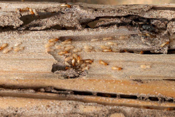 Best Ant Control Services  in Rock Creek, MN
