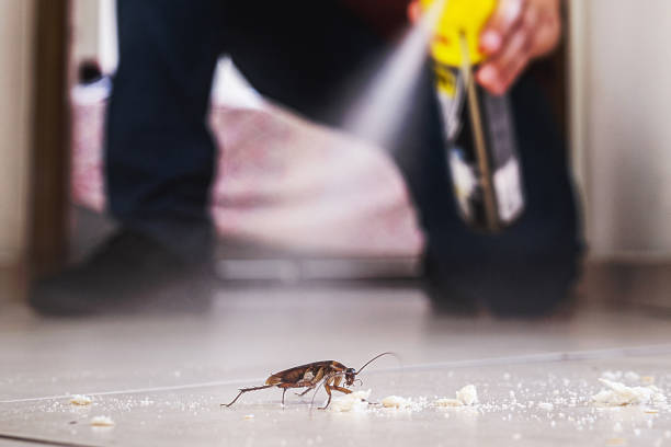 Best Local Pest Control Services  in Rock Creek, MN